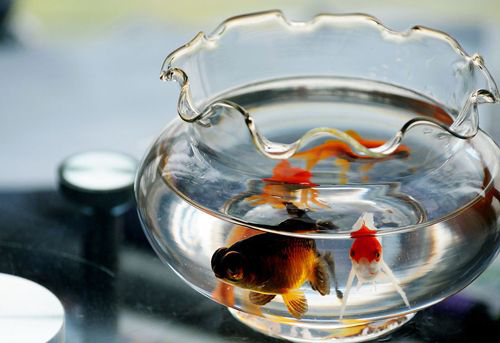 數量顏色有講究辦公室養魚風水知識