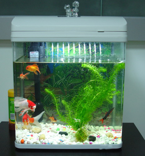 數量顏色有講究辦公室養魚風水知識