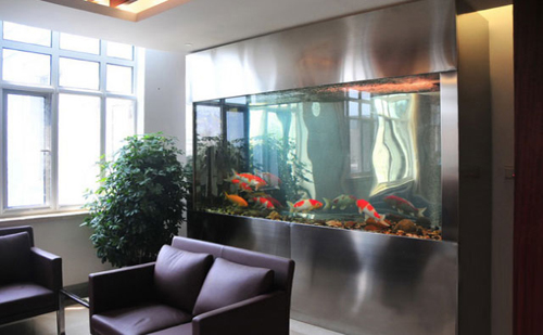 數量顏色有講究辦公室養魚風水知識