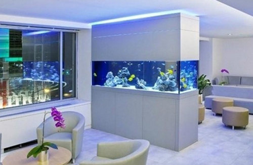 數量顏色有講究辦公室養魚風水知識